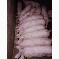 Продам домашніх свиней