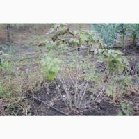 Саженец черной крупноплодной смородины Добрыня ПЛОДОНОСЯЩИЙ ВЗРОСЛЫЙ