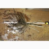 Саженец черной крупноплодной смородины Добрыня ПЛОДОНОСЯЩИЙ ВЗРОСЛЫЙ