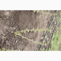 Саженец черной крупноплодной смородины Добрыня ПЛОДОНОСЯЩИЙ ВЗРОСЛЫЙ