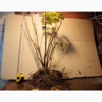 Саженец черной крупноплодной смородины Добрыня ПЛОДОНОСЯЩИЙ ВЗРОСЛЫЙ