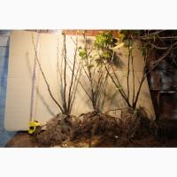 Саженец черной крупноплодной смородины Добрыня ПЛОДОНОСЯЩИЙ ВЗРОСЛЫЙ