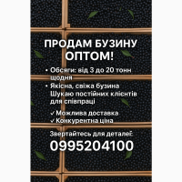 Продам бузину оптом любий обьєм