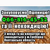 Елеватор Закуповує пшеницю 2, 3, 4 клас! та некондицію!Дорого