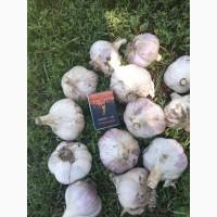 Часник дюшес 2 репродукція