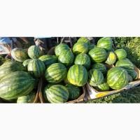 Продам кавунчик