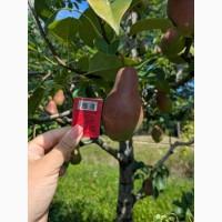 Продам грушу Талгарку