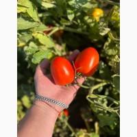 Продам помидоры от производителя
