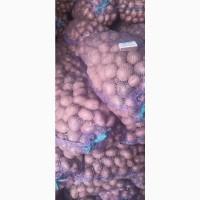 Продам посадкову картоплю Белла Роза і Есмі 25 т