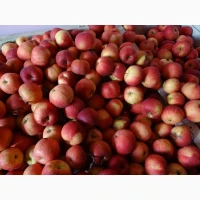 Продам яблука домашні (для вживання, на сік / переробку)