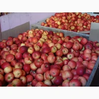 Продам яблука домашні (для вживання, на сік / переробку)