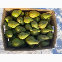 Продам грушку, сорт Листопадева