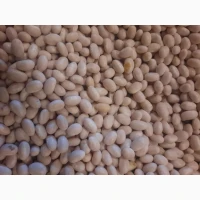 Продаж високоякісної квасолі