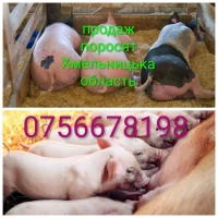 Продам поросят на відгодівлю