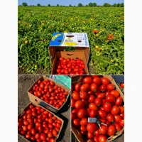 Продам помідор сливку