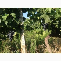 Продам виноград Молдова, Комета. Мускат Италия
