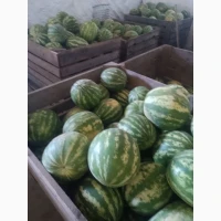 Продам екологічний кавун товарного вигляду