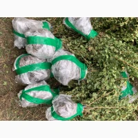 Саджанці Агрусу аґрус крижовнік