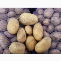 Куплю Картоплю, картофель з поля в сітках
