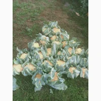 Цвітна капуста Флейм Стар, помаранчева, кольорова, свіжа, фермерська, Козелець, Чер
