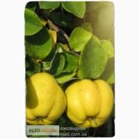 Саженцы Айва Яблоковидная
