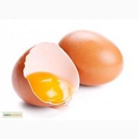 Продам настоящее домашнее куриное яйцо