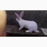 Продам кролі породи каліфорнійська, новозеланська та термонська біла, бельгійський обер