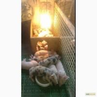 Продам поросят