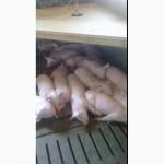 Продам поросят