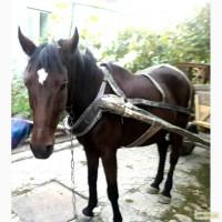 Продам кобылу и жеребца