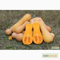 Продам гарбуз-диню