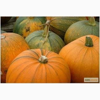 Продам семена Тыква Народная