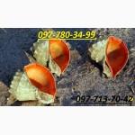 Рапана, рапан