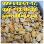 Рапана, рапан