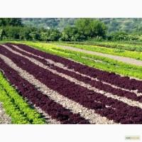 Продам салат