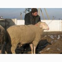 Продам племенных баранов. Немецкий мериноланд. Ягнята, матки, бараны