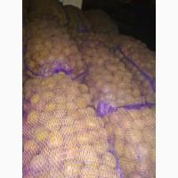 Продам картофель оптом со склада Харьков