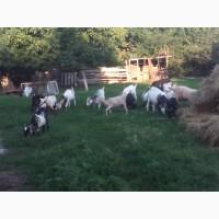 Продам пятимесячных нубийских козликов