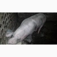 Продам свиноматку петрен
