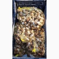 Продаётся улитка Helix Aspersa Muller, Maxima