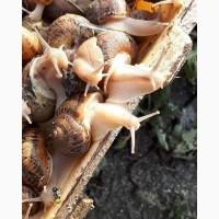 Продаётся улитка Helix Aspersa Muller, Maxima