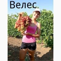 Продам 3- 4-х глазковые черенки винограда
