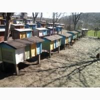 Продам бджолопакети