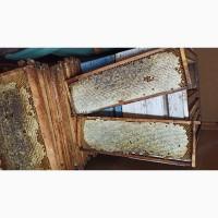 Сотовый мед порционный-120 гр за 1кг и в блистерных упаковках