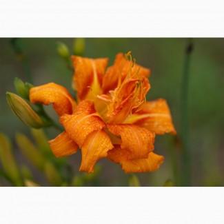 Лилейник оранжевый