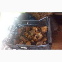 Гриб веселка 2023, березовий гриб чага, соснові шишки от инсульта