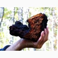 Гриб веселка 2023, березовий гриб чага, соснові шишки от инсульта