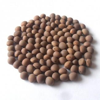 Семена Вики