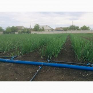 Лук Штутгарт на перо