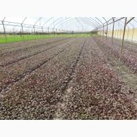 Продам фасовану зелень рукола шпінат татцой біета